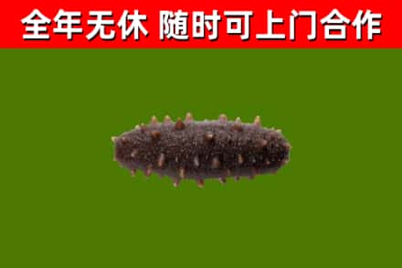 长葛市烟酒回收干海参.jpg